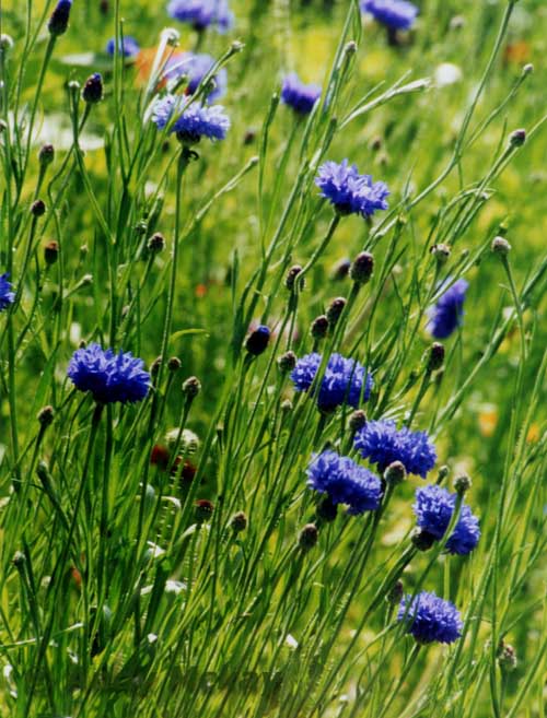 CORNFLOWERS