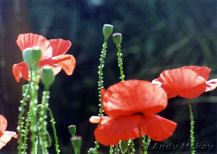 POPPIES