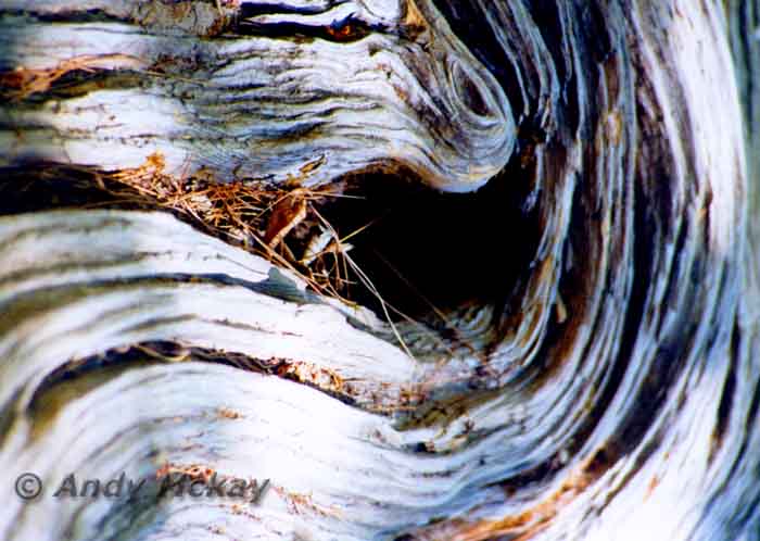 BARK HOLE